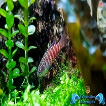 Dario sp. Myanmar