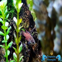 Dario sp. Myanmar