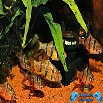 Desmopuntius pentazona