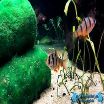 Desmopuntius pentazona