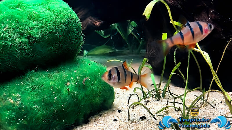 Desmopuntius pentazona