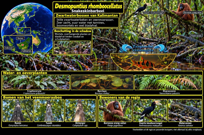 Desmopuntius rhomboocellatus