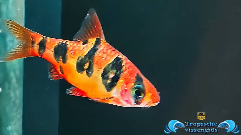 Desmopuntius rhomboocellatus