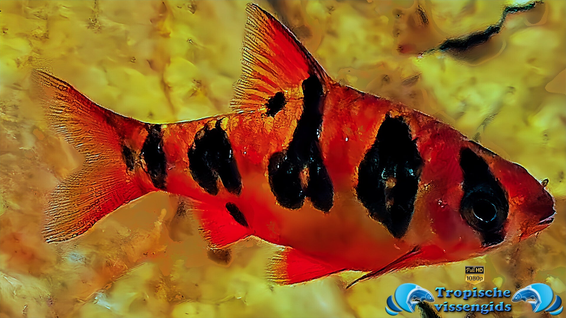 Desmopuntius rhomboocellatus
