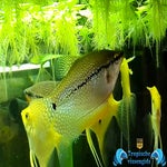 Trichopodus leerii