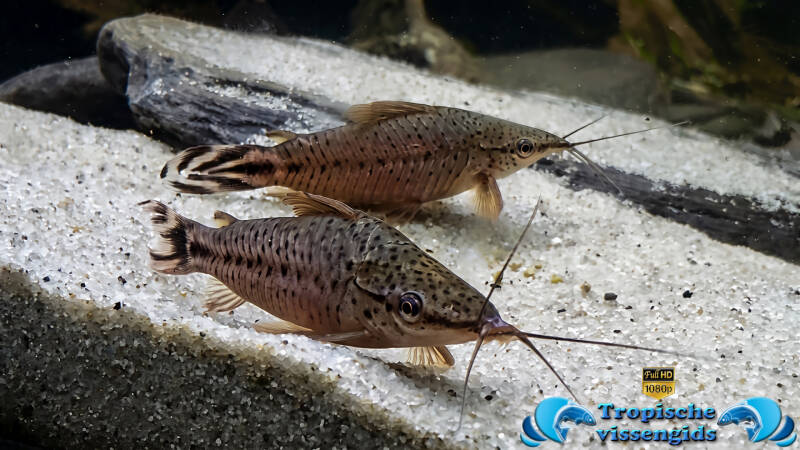 Dianema urostriatum