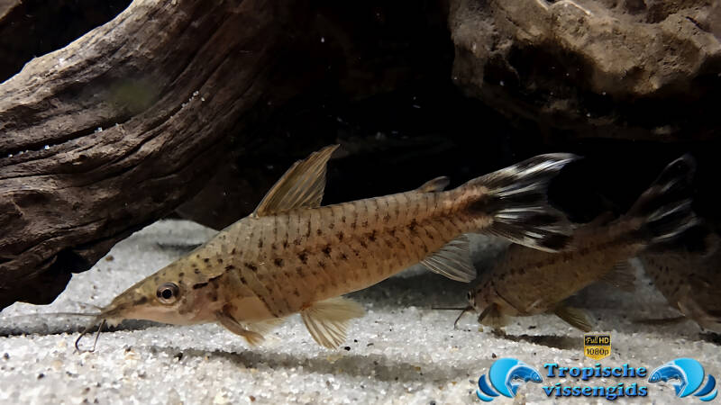 Dianema urostriatum