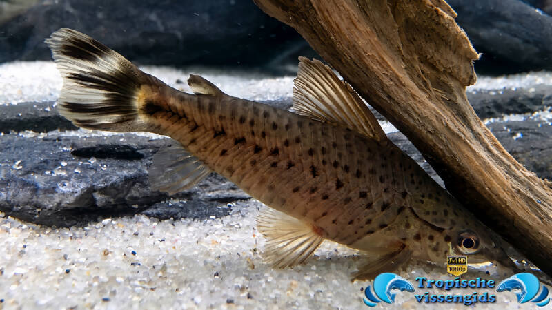 Dianema urostriatum