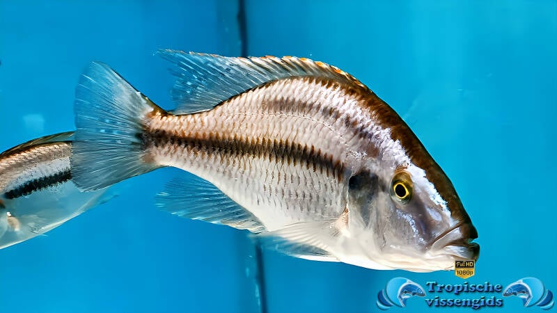 Dimidiochromis compressiceps