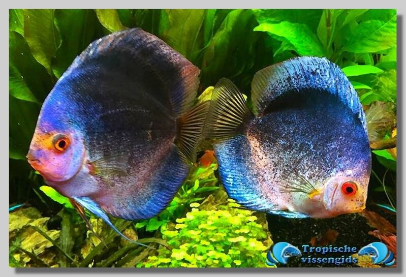 Symphysodon discus