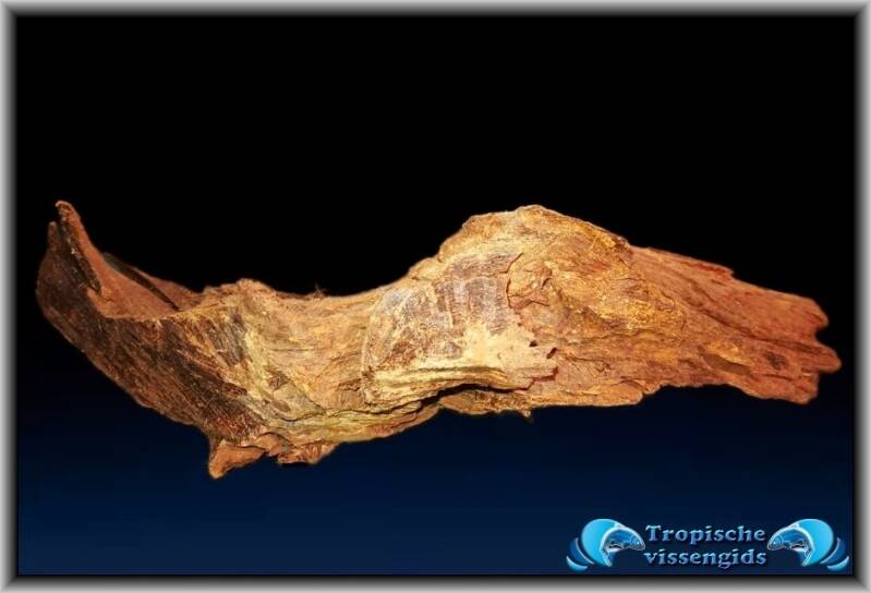 Malaysian driftwood/Maleisisch drijfhout