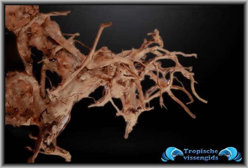 Sumatran driftwood/Sumatraans drijfhout