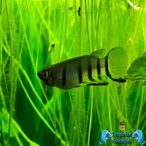 Epiplatys dageti