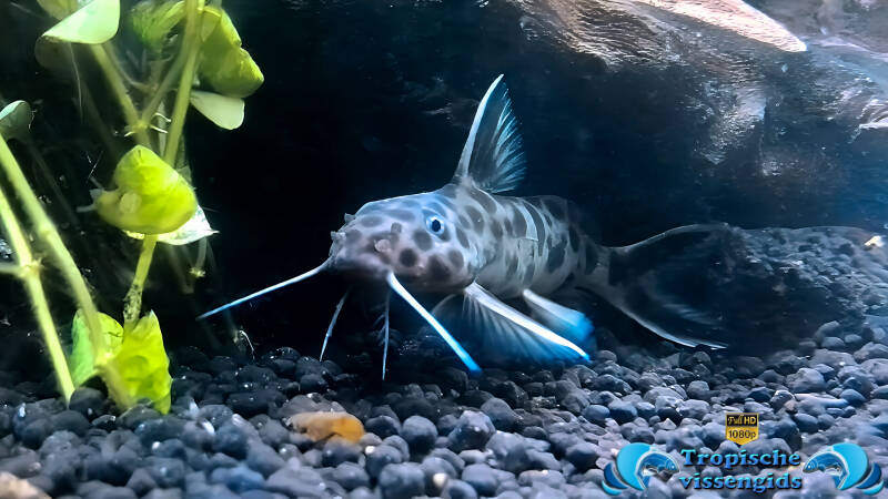 Synodontis petricola