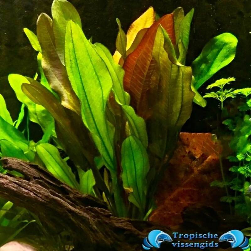 Echinodorus dschungelstar nr. 2