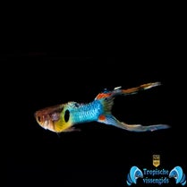 Poecilia wingei