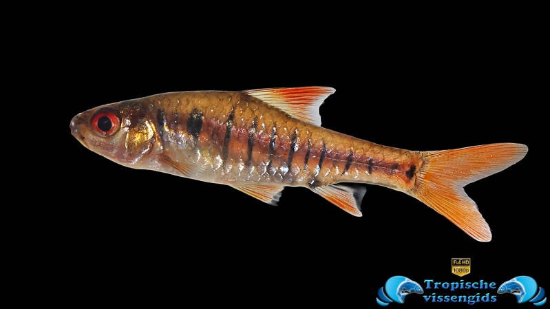 Enteromius fasciolatus