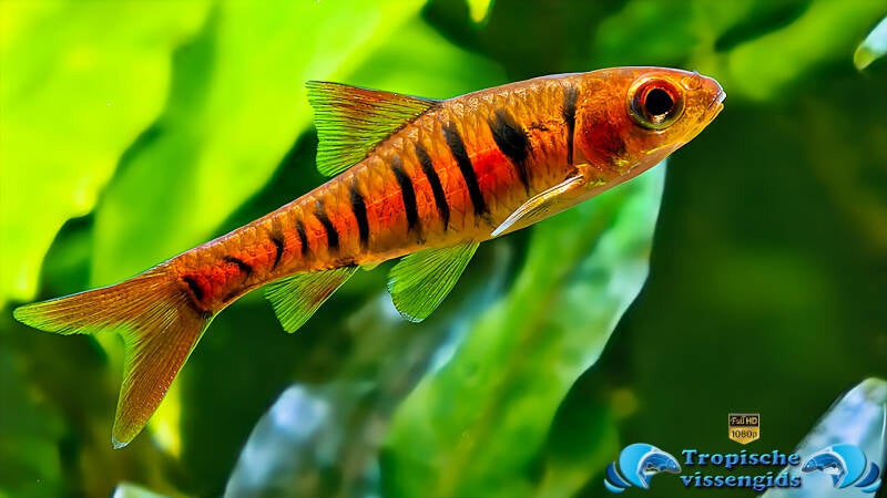 Enteromius fasciolatus