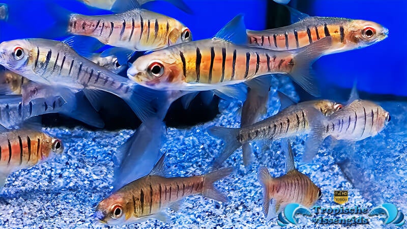 Enteromius fasciolatus