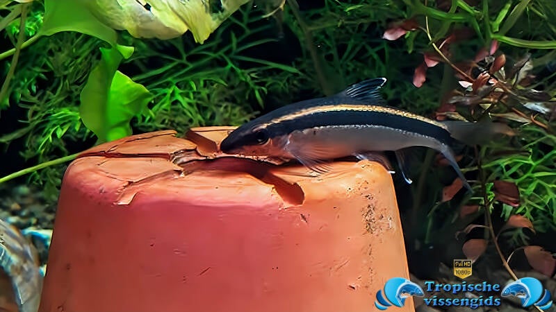 Epalzeorhynchos kalopterus