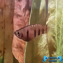 Epiplatys dageti