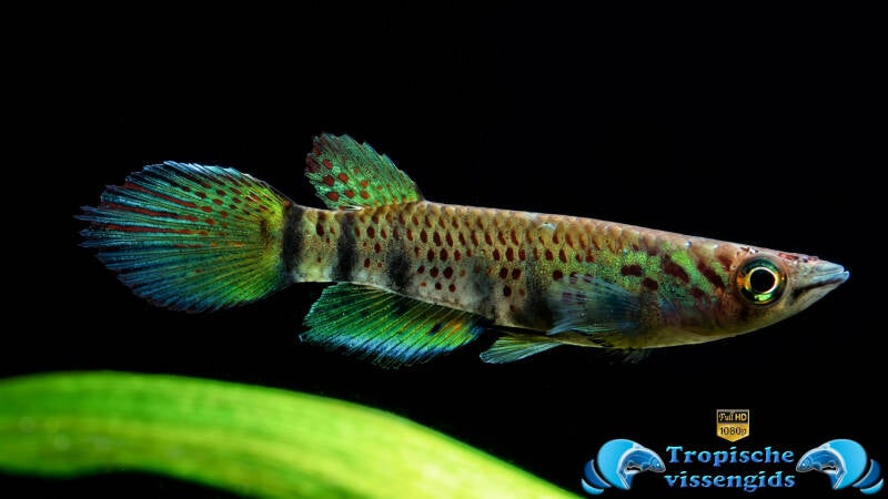 Epiplatys dageti
