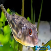 Tetraodon lineatus