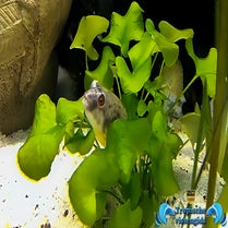 Tetraodon lineatus
