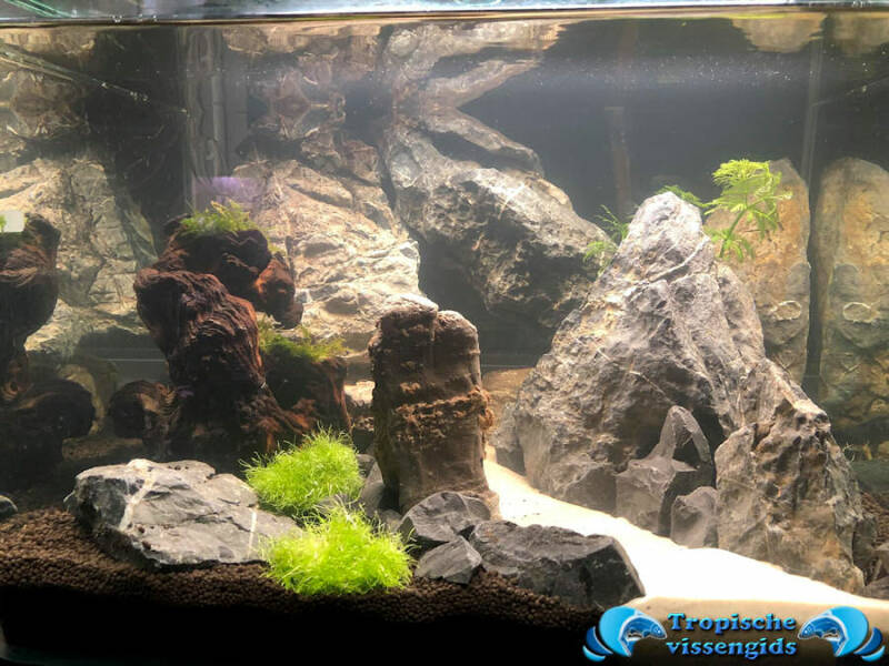 Opbouw van een aquascape