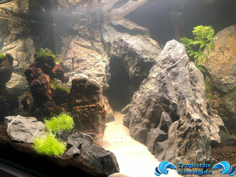 Opbouw van een aquascape