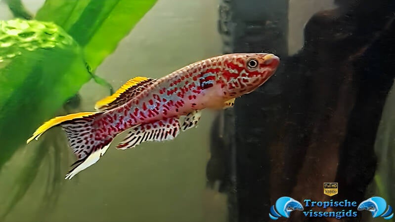 Fundulopanchax gardneri