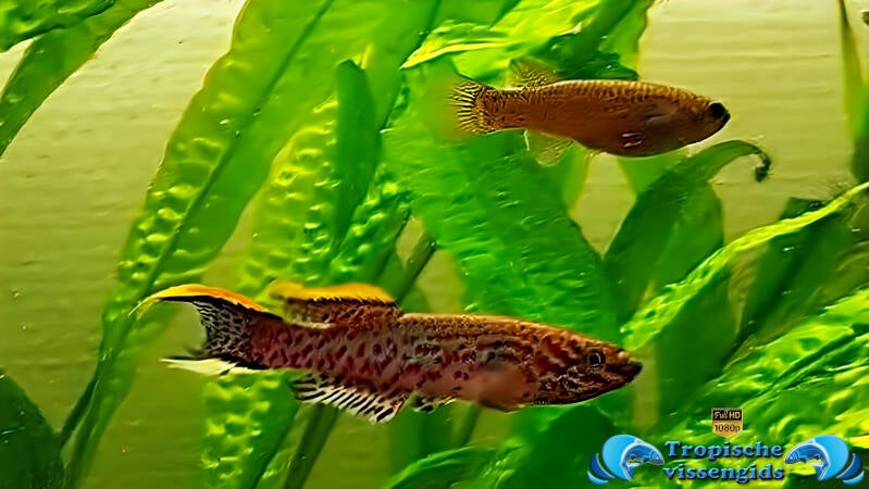 Fundulopanchax gardneri