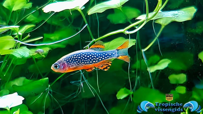 Danio margaritatus