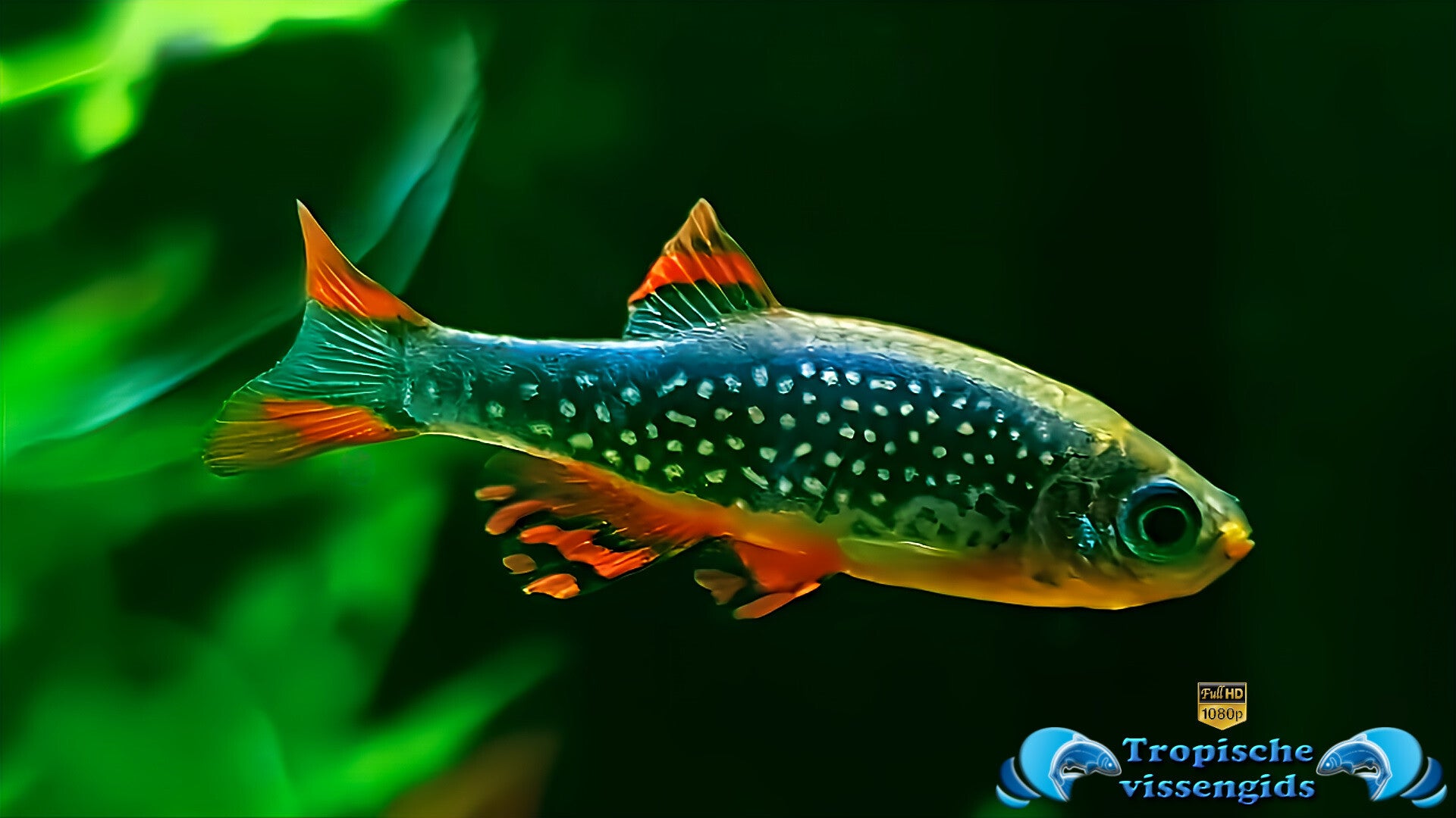 Galaxy rasbora