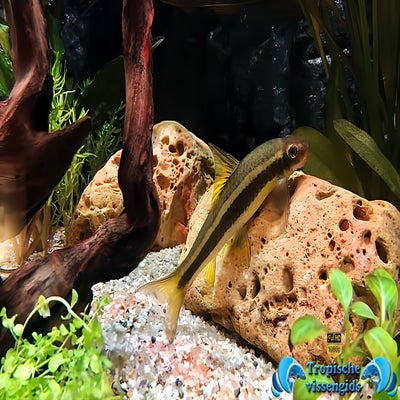 Ceratogarra cambodgiensis