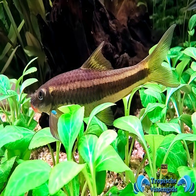 Ceratogarra cambodgiensis