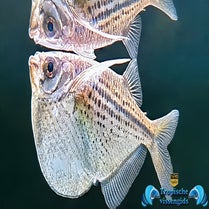 Gasteropelecus maculatus