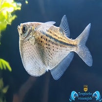 Gasteropelecus maculatus