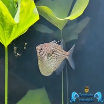 Gasteropelecus maculatus