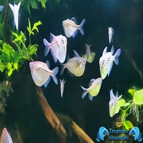 Gasteropelecus maculatus