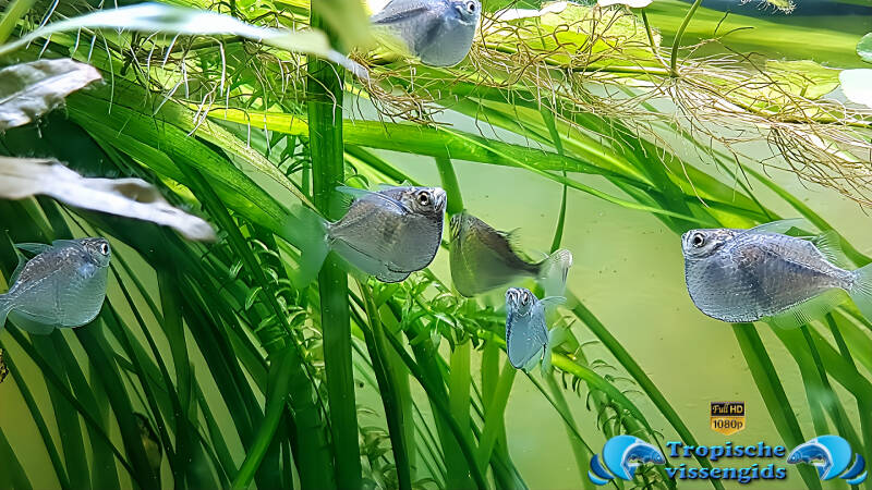 Gasteropelecus sternicla