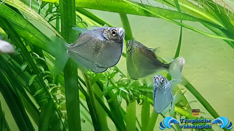 Gasteropelecus sternicla