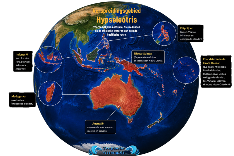 Hypseleotris