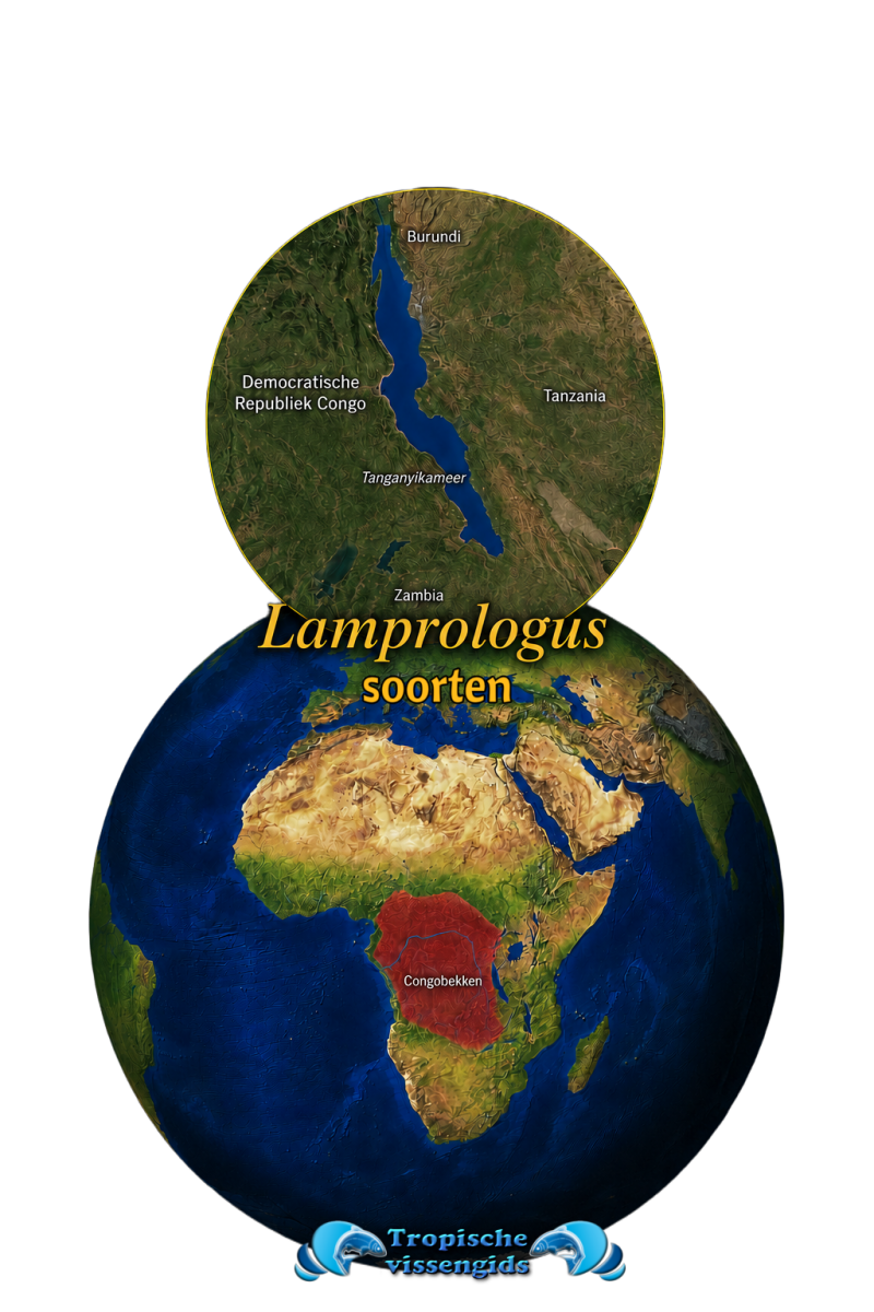 Lamprologus