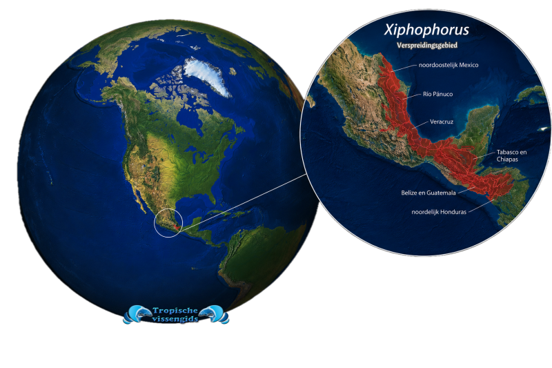 Xiphophorus