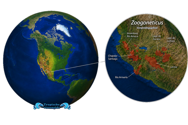 Zoogoneticus