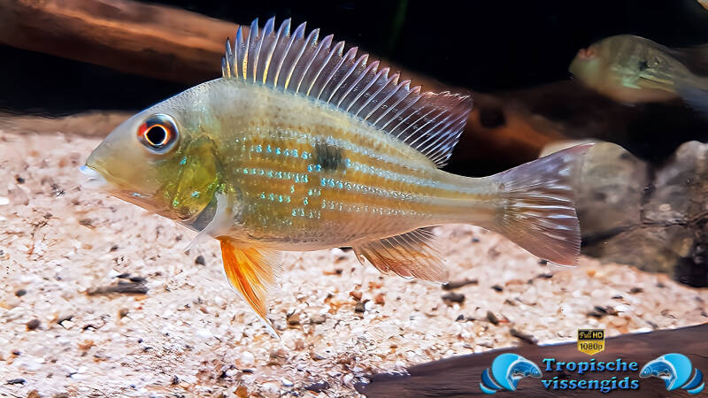 Geophagus abalios