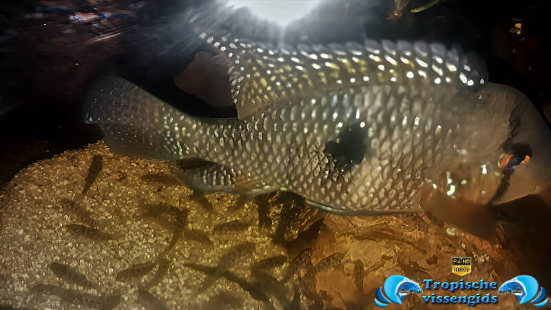 Geophagus brasiliensis