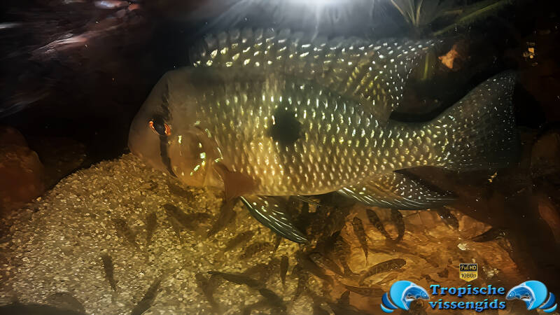 Geophagus brasiliensis