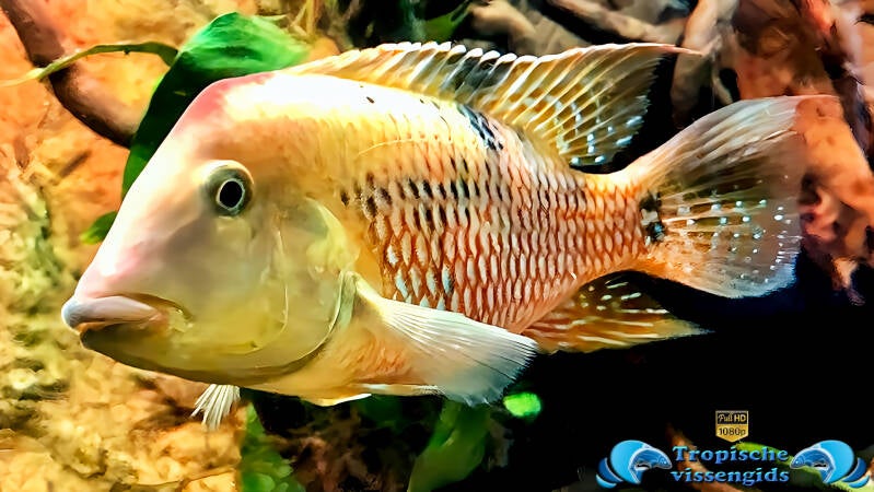 Geophagus steindachneri